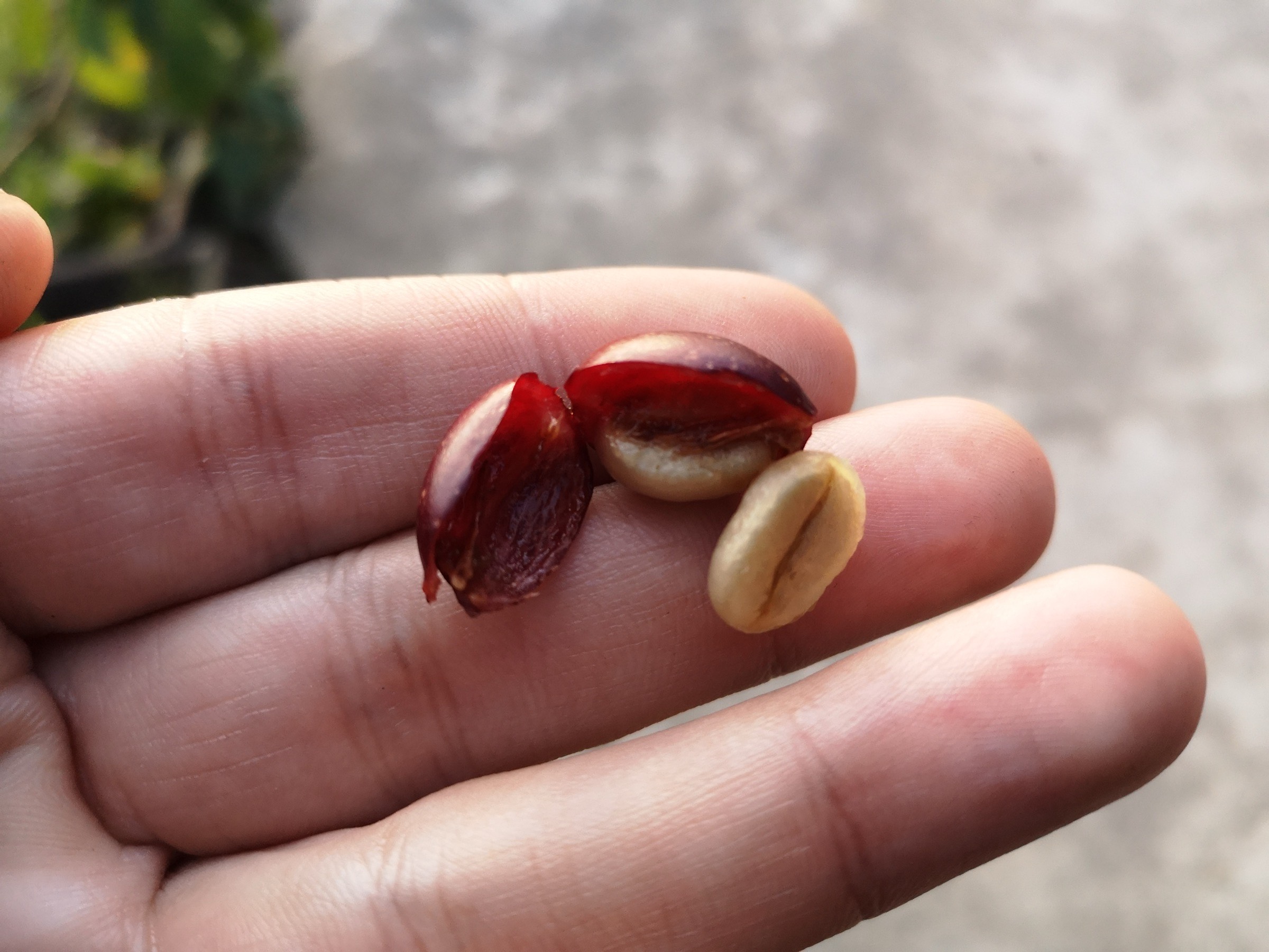 Coffee cherry and green beans held in a hand