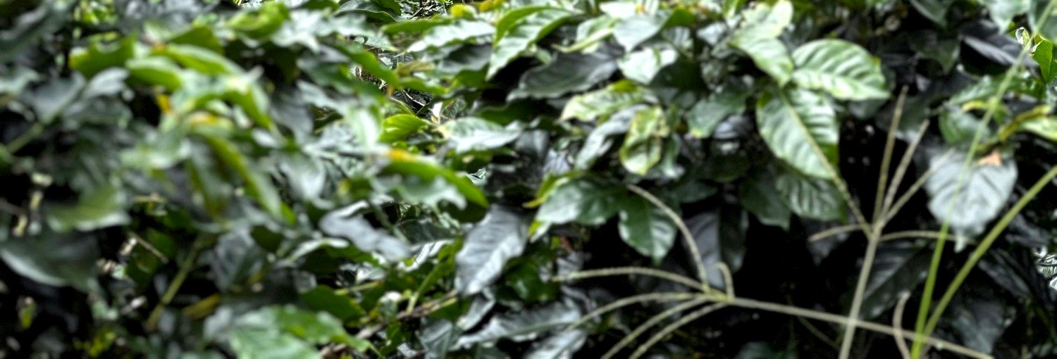 Coffee trees in leaf on a hillside estate
